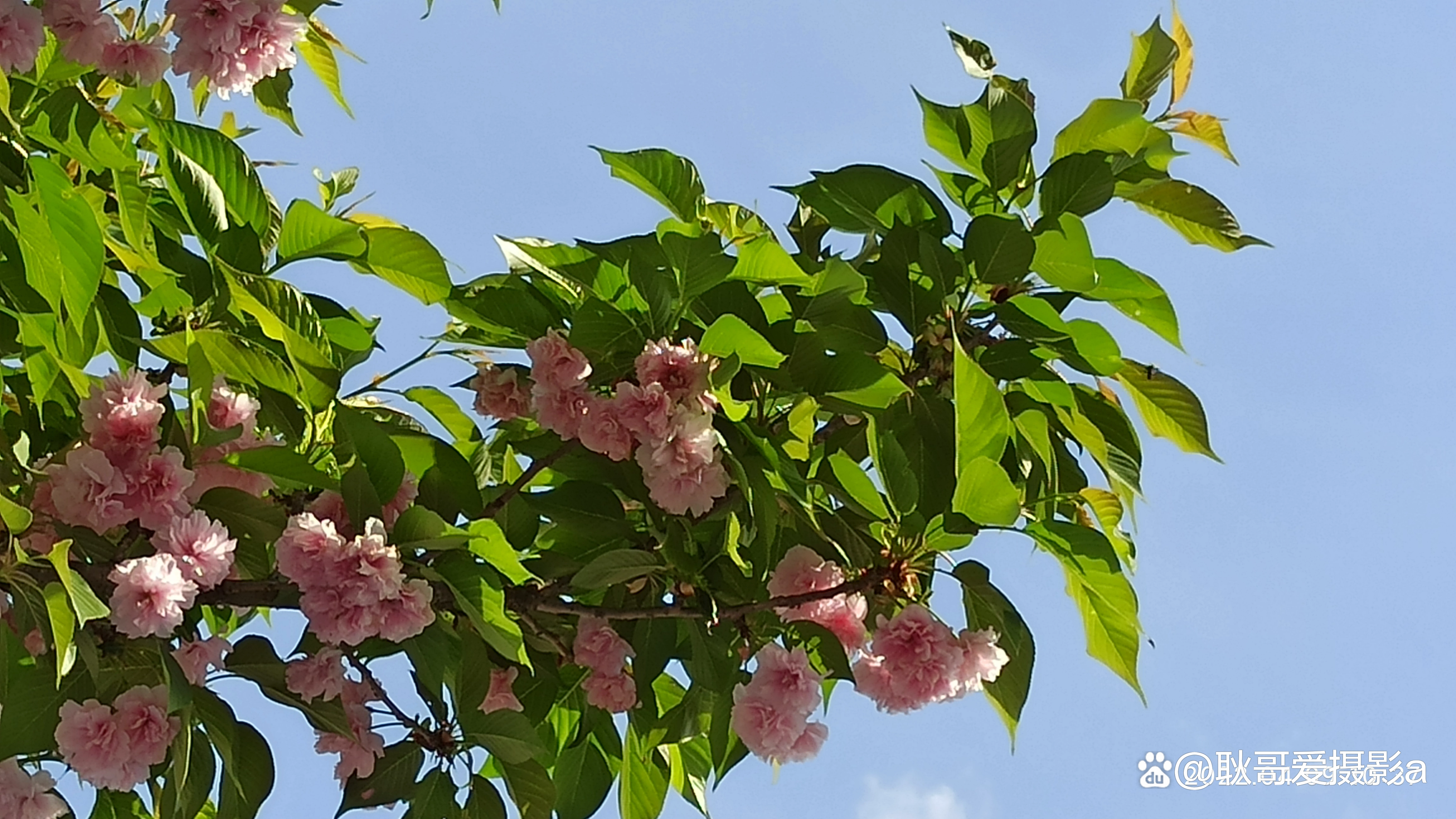 sf网手机摄影图片欣赏——樱花
